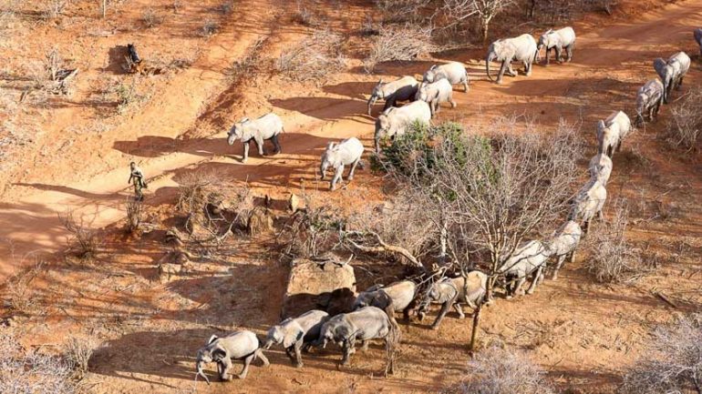 orphelinat des éléphants Daphne Sheldrieck Tsavo