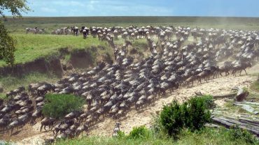 Migration dans le Masai Mara, Kenya © Shutterstock