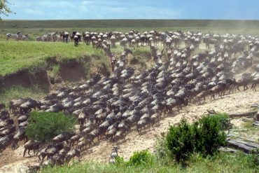 Migration dans le Masai Mara, Kenya © Shutterstock