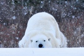 Nanuk Polar Bear Lodge, Canada © Churchill Wild