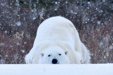 Nanuk Polar Bear Lodge, Canada © Churchill Wild