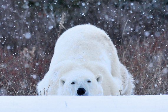 Nanuk Polar Bear Lodge, Canada © Churchill Wild
