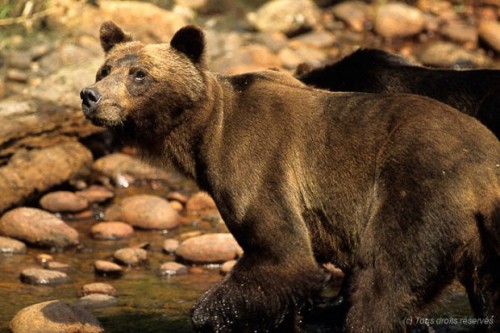 Grizzly - Great Bear Lodge