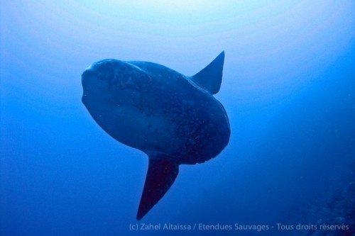 Poisson lune, Bali