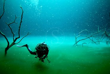 Vie sous-marine à Playa des Carmen © Phocea Mexico