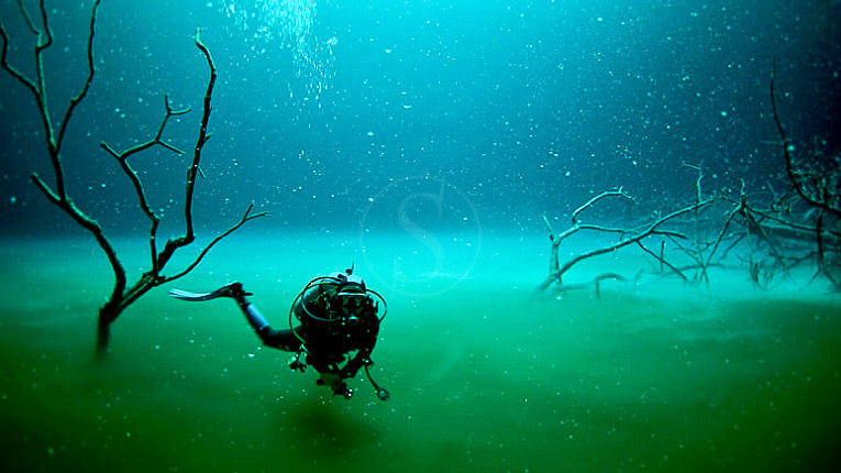 Vie sous-marine à Playa des Carmen © Phocea Mexico