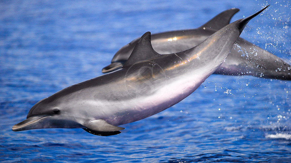 Nager avec les dauphins aux Açores