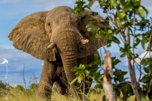 Voyage au Zimbabwe