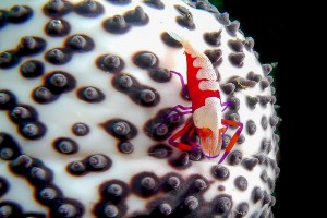 Plongée à Raja Ampat © Sonia Rousseau