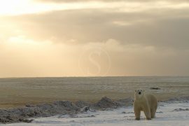 Migration des ours en Flyin safari, Canada © AK - tous droits réservés