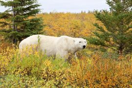 Nanuk Bear Lodge, Canada