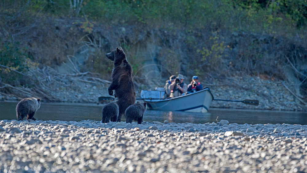 Un automne chez les ours bruns