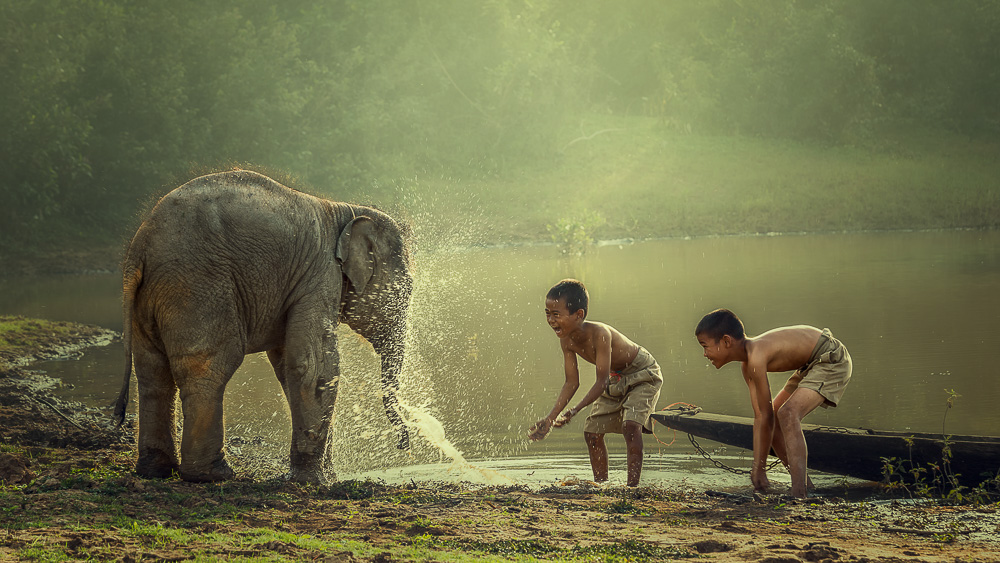 Centres de protection des éléphants au Laos