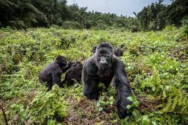 Gorille des montagnes, Rwanda © Christophe Courteau