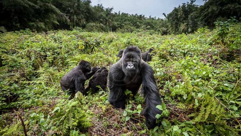 Gorille des montagnes, Rwanda © Christophe Courteau