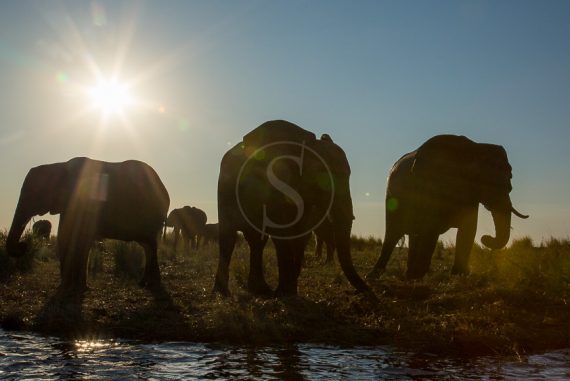Safari à Chobe, Botswana
