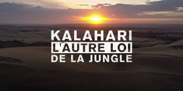 Bande Annonce de Kalahari, l'autre loi de la jungle © ZED