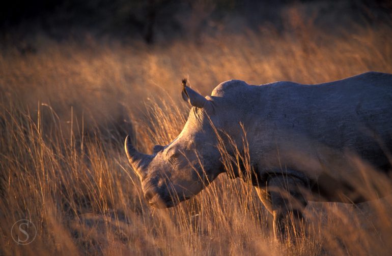 Rhinocéros dans les Matopos, Zimbabwe © Laurent Guillot