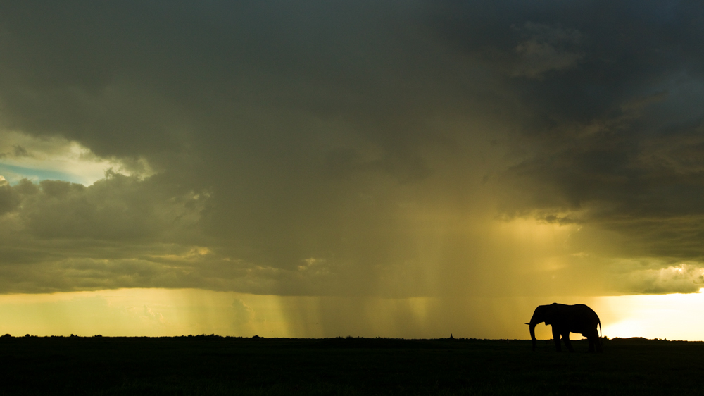 Saison verte au Botswana