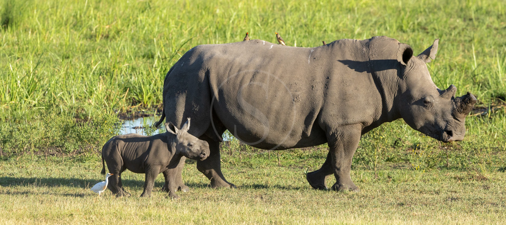 Journée mondiale du Rhinocéros