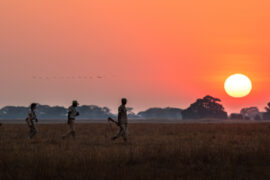 Chisa Busanga, Zambie © Green Safaris