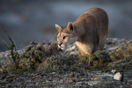 Puma en Patagonie, Chili © Christophe Courteau