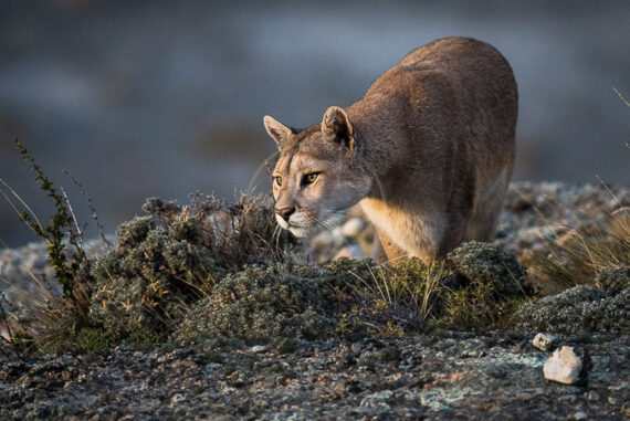 Puma en Patagonie, Chili © Christophe Courteau