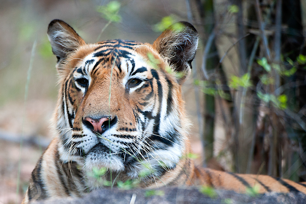 Le tigre du Bengale – En Inde et au Népal
