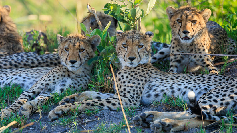 La journée mondiale du guépard : 5 décembre