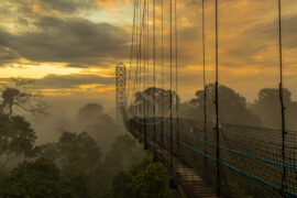 Sacha Lodge, Equateur © Sacha Lodge