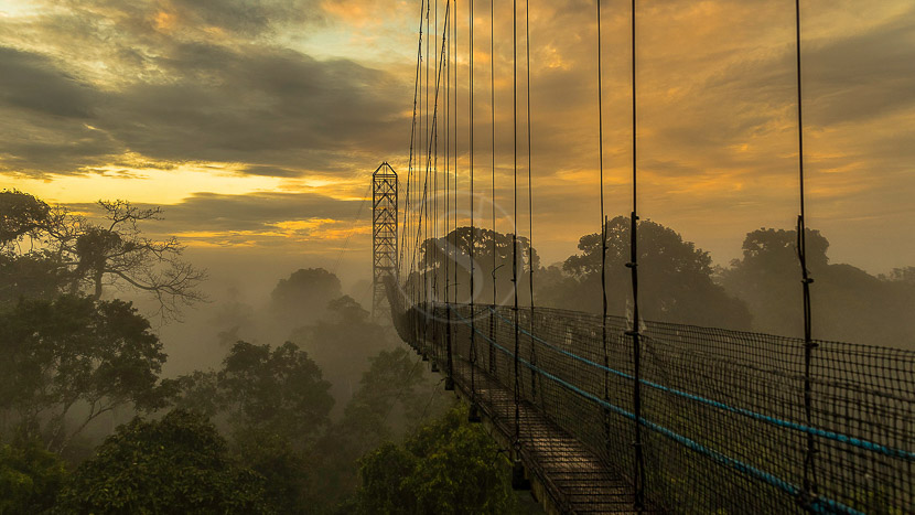 Equateur, s’élever au dessus de la canopée