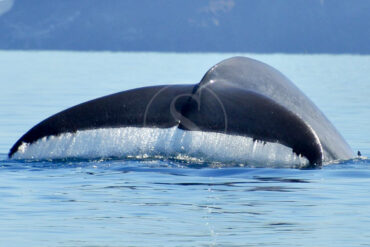 Baleines en Basse Californie © Jean-Claude Arbonne
