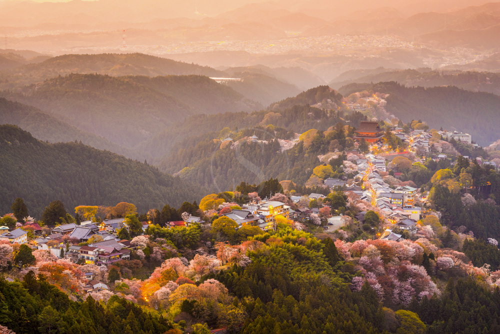 Le Japon et ses célèbres Sakuras