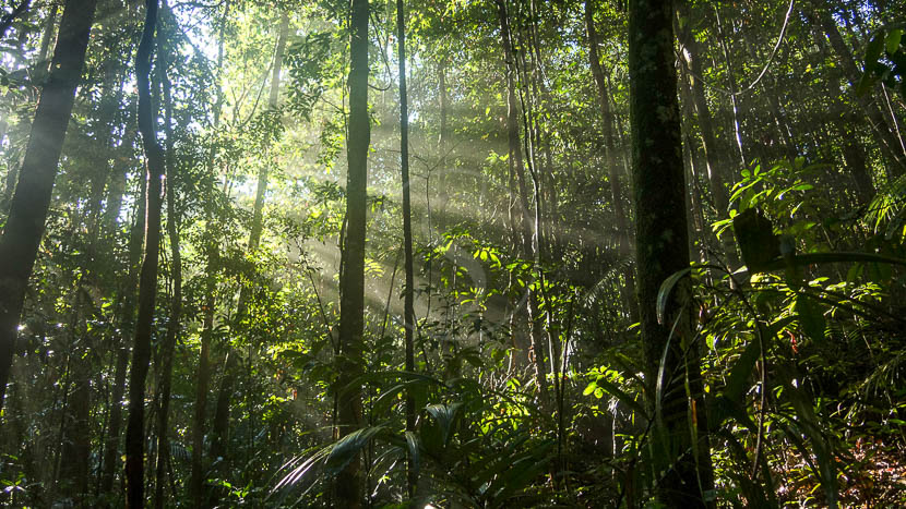 Photographier en forêt tropicale