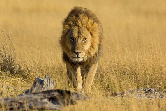 Safari dans le Delta de l'Okavango © L. Guillot