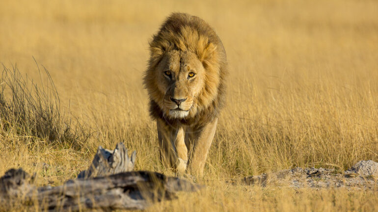 Safari dans le Delta de l'Okavango © L. Guillot