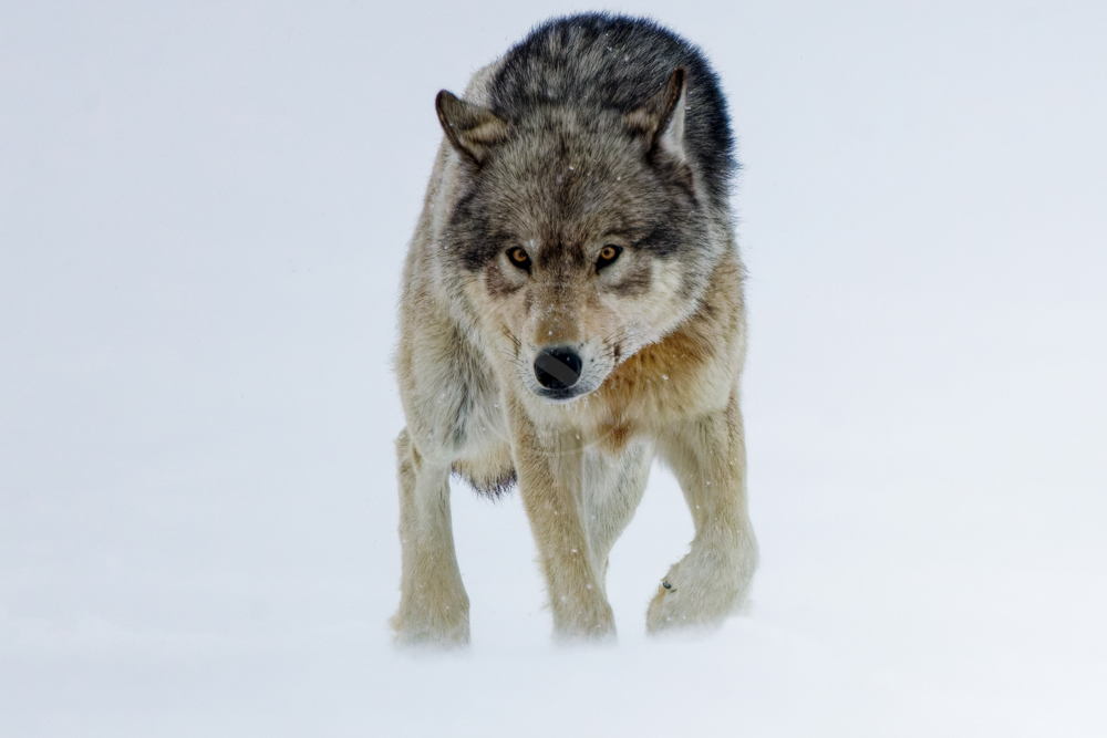 Ma rencontre avec le loup arctique