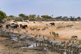 Botswana, safari à Makgadikgadi © Etendues Sauvages