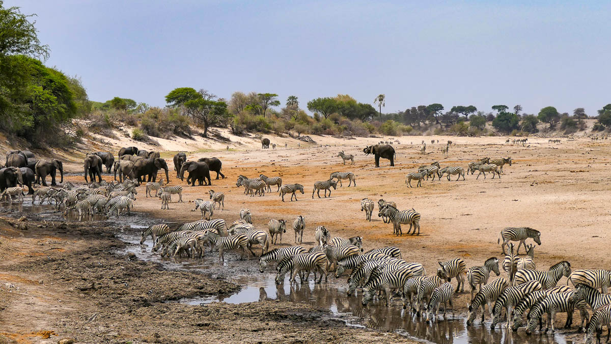 Savuti, Linyanti, Okavango… là où chaque souffle raconte l’Afrique
