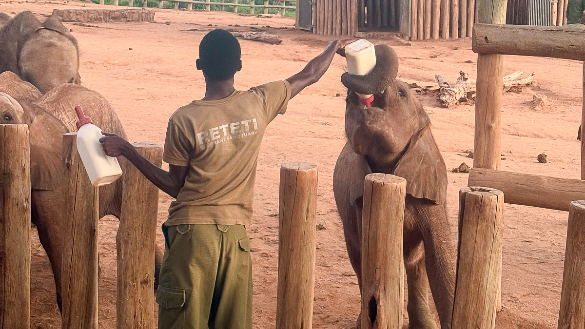 Kenya, une rencontre inoubliable avec les éléphants de Reteti