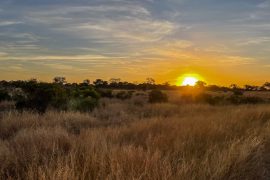 Safari dans le Kruger, Afrique du sud self-drive