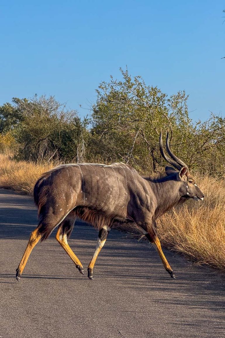 Afriquedusud Jf Kruger 006