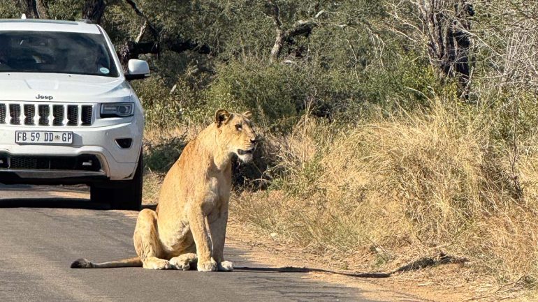 Afriquedusud Jf Kruger 008