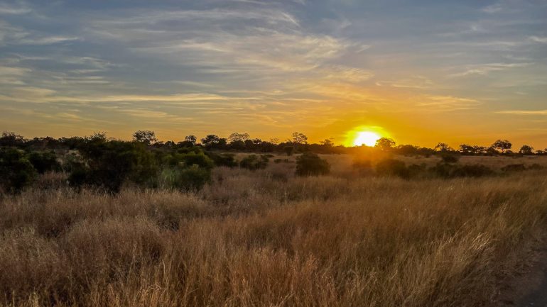 Afriquedusud Jf Kruger 010