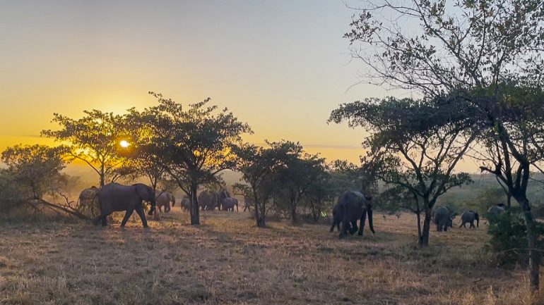 Afriquedusud Jf Kruger 011