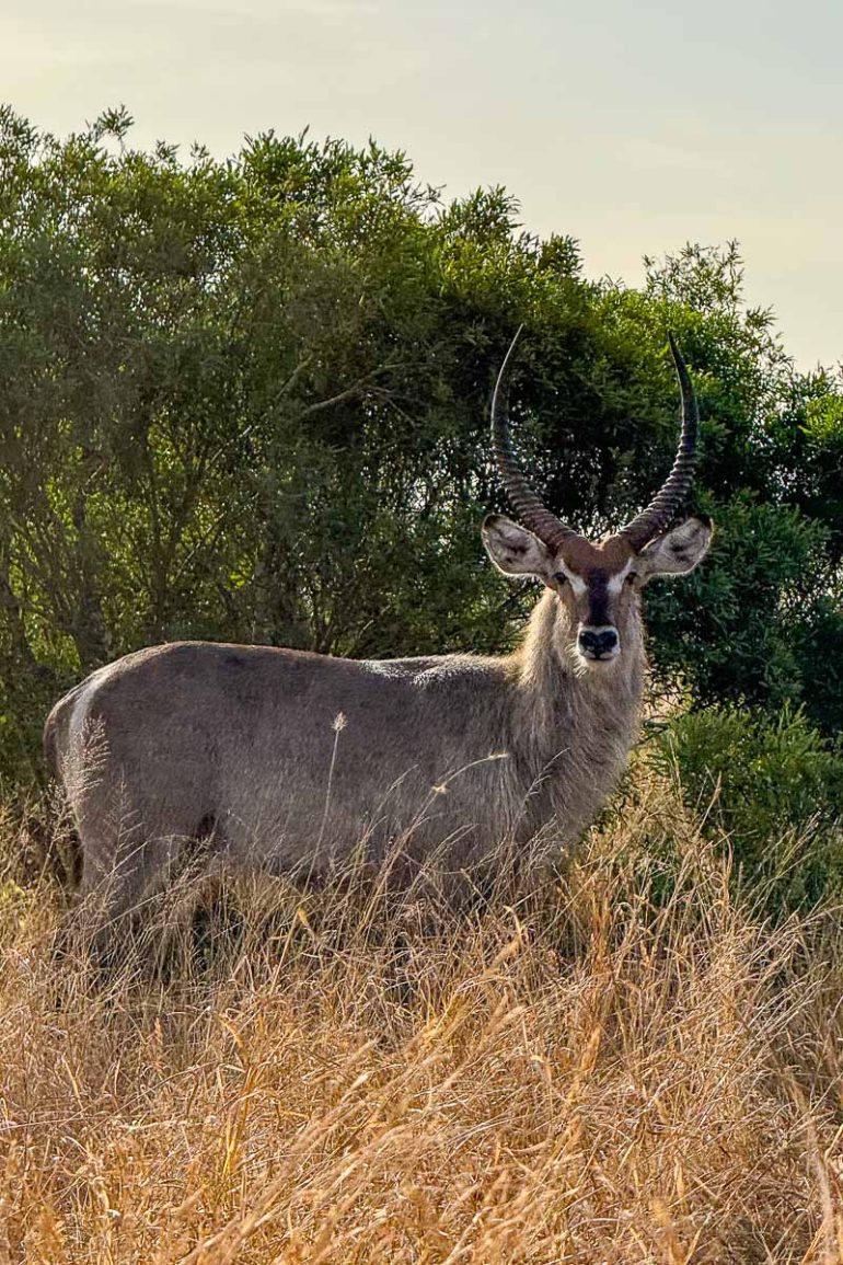 Afriquedusud Jf Kruger 013