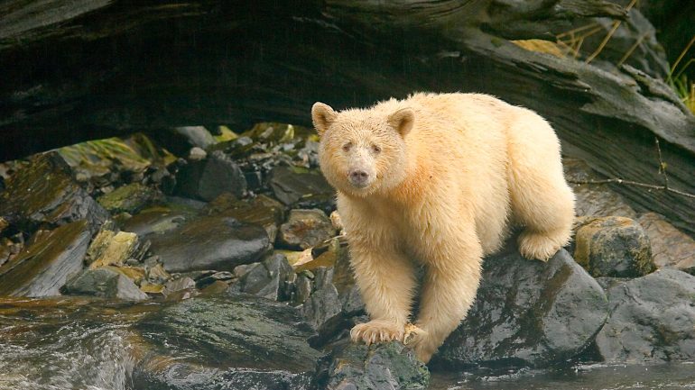 Spirit Bear Lodge, Canada © Spirit Bear Lodge