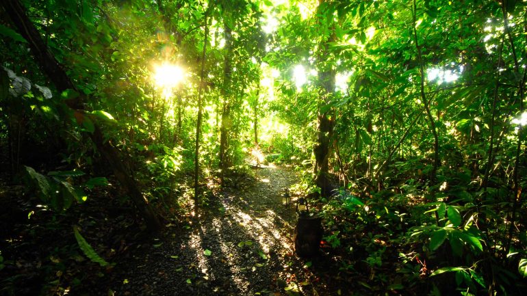 Nicuesa Rainforest Lodge, Costa Rica © Nicuesa Rainforest Lodge