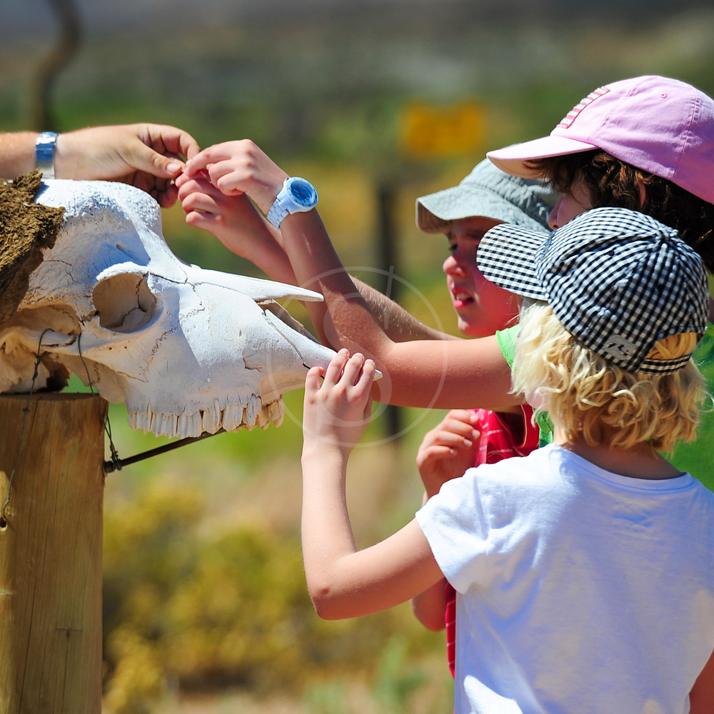 11afriquedusud_sanbona_family_lodge_002