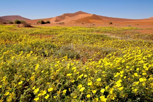 Dunes de Sossusvlei dans le Désert du Namib
